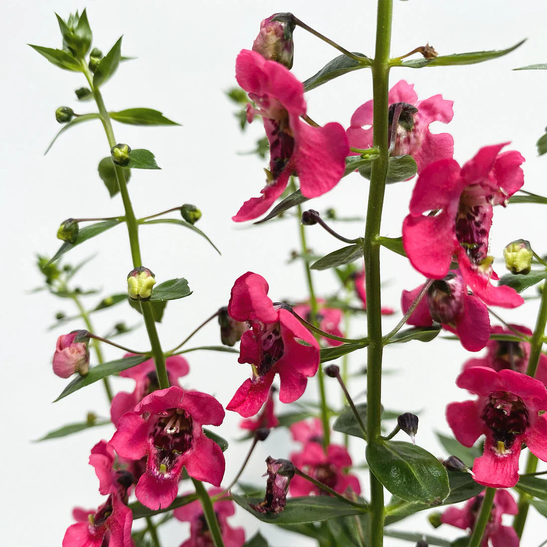Annuals