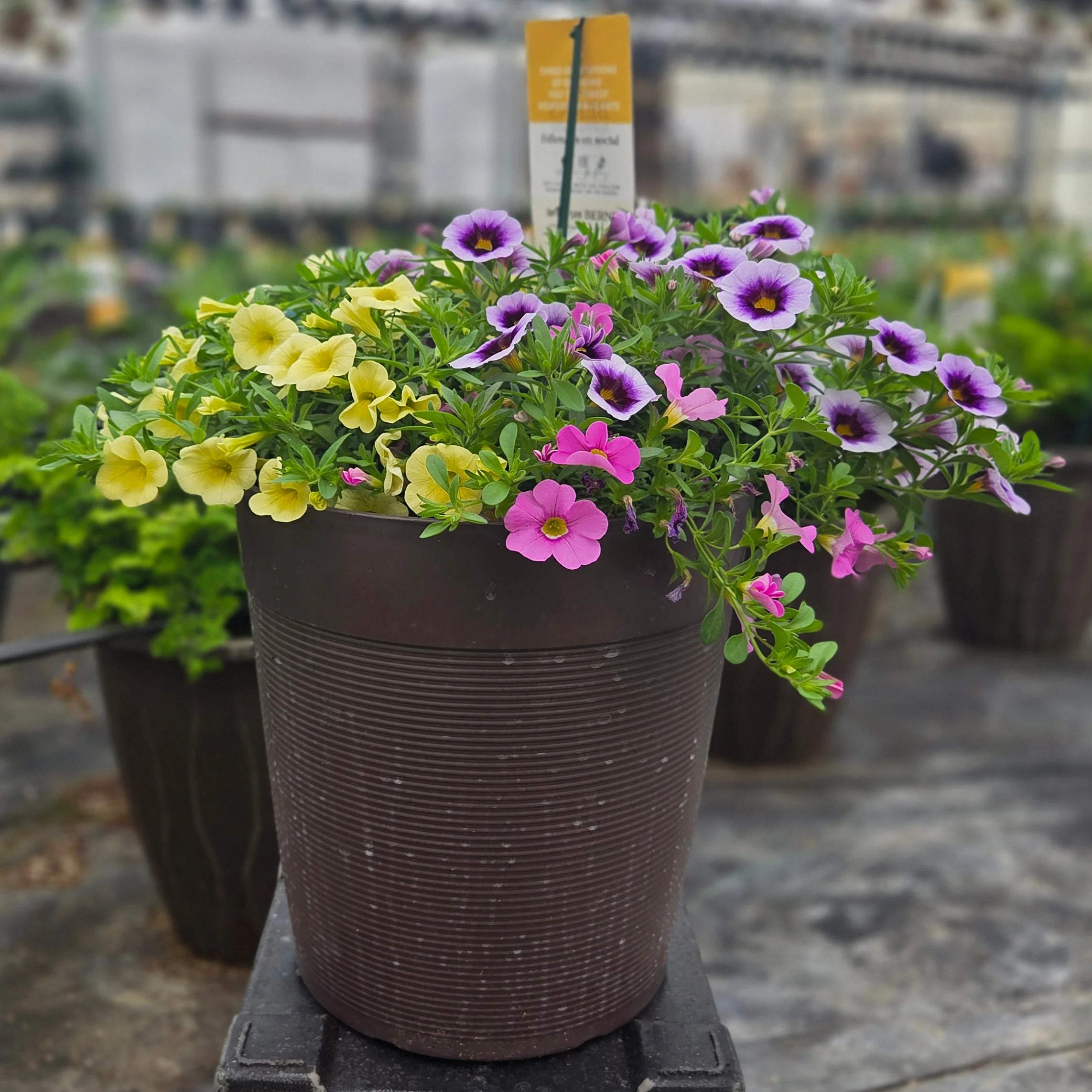 Container Gardening